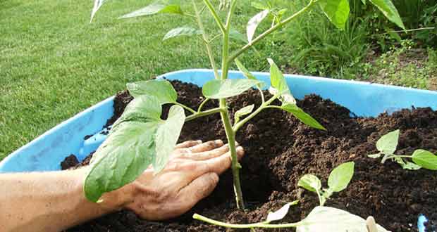 Pot Planting Ideas