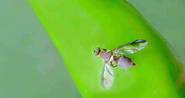 bottle gourd insects