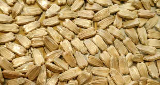 bottle gourd seeds