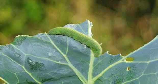 cabbage insect