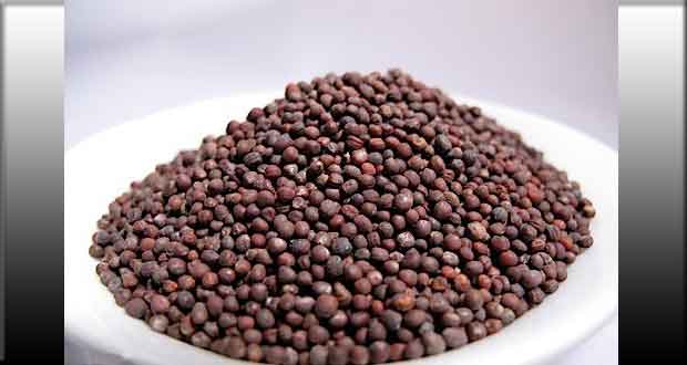 cabbage seeds