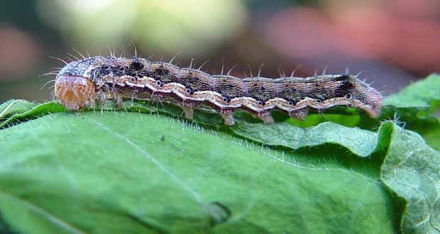 corn earworm insects