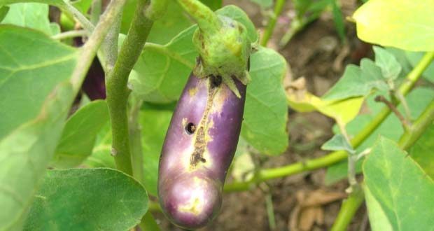 eggplant insects and ‍diseases