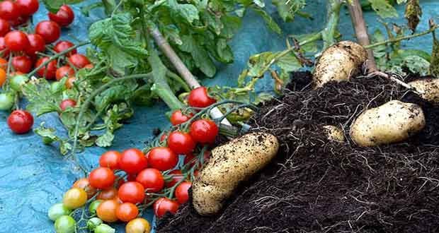 grafting plants tomato and potato