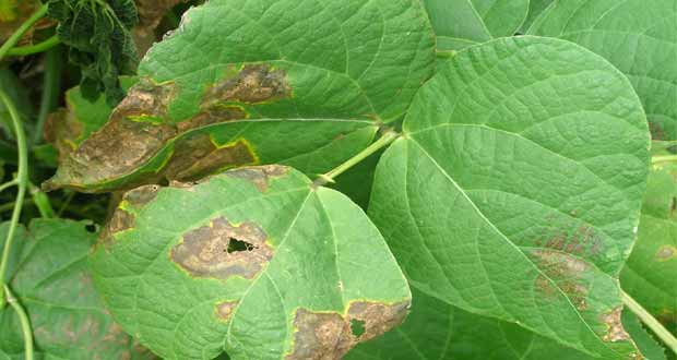 Green Bean Diseases, Symptom and Prevention