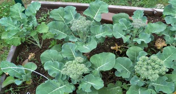 growing broccoli in contain