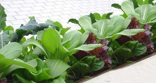 Growing Vegetables in Pots