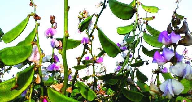 how to grow beans