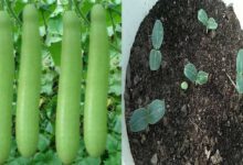 How to Grow Bottle Gourd