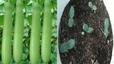 How to Grow Bottle Gourd