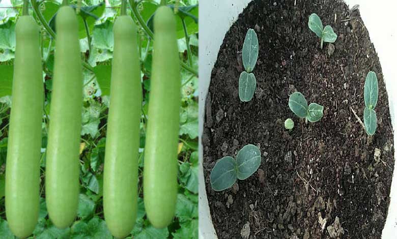 How to Grow Bottle Gourd