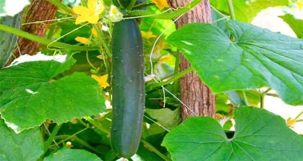 how to grow cucumber