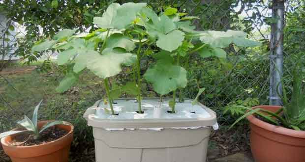 How to Grow Okra in pots