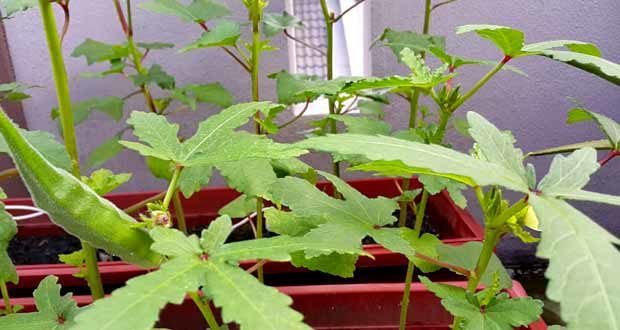 how to grow okra in container