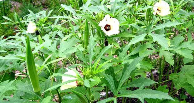how to grow okra or lady's