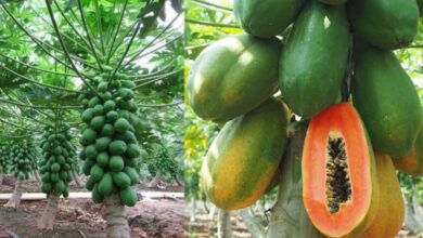 How to Grow Papaya Tree and Planting Guide