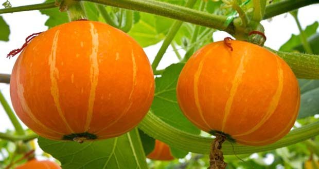 how to grow pumpkins