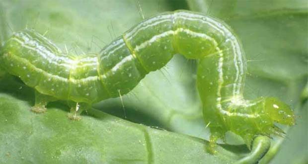 looper insect of cabbage