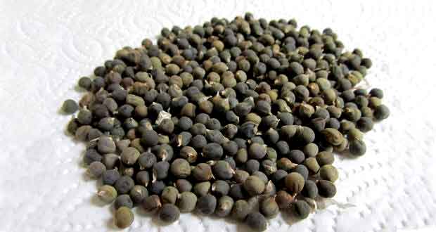 okra seed