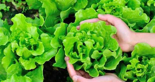 Growing Lettuce in Pots