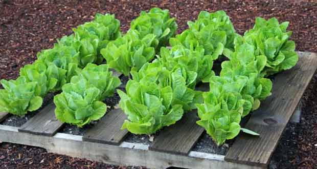Growing Lettuce in Pots