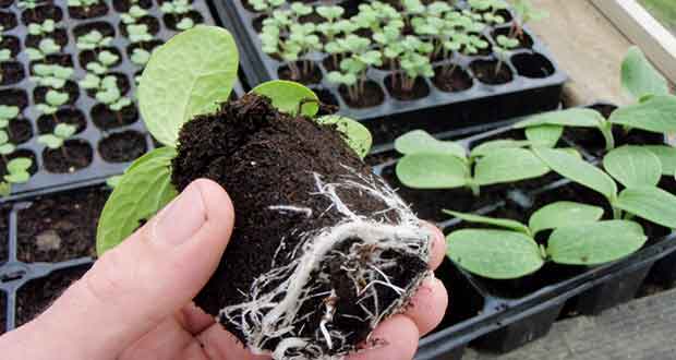 pumpkin seedling planting
