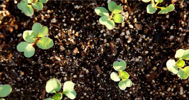 radish fertilizer