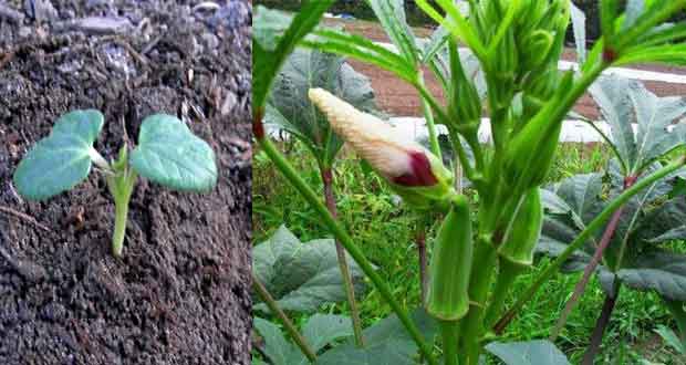 small okra tree