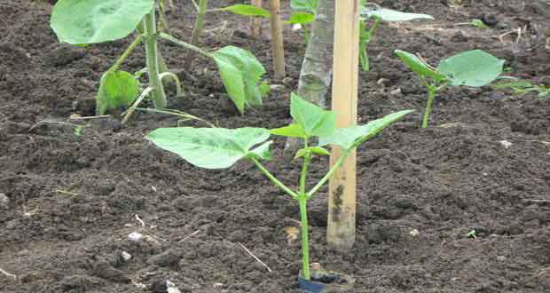 bean farm