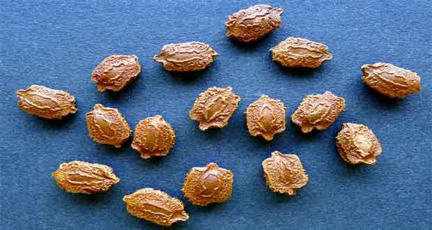 bitter melon seeds