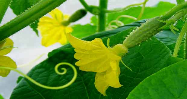 cucumber flower