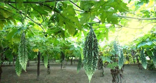 How to Grow Bitter Gourd