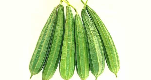 how to grow luffa gourd or ridge gourd
