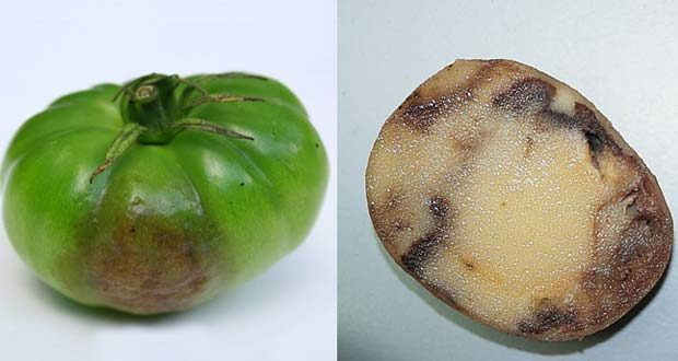 potato blight, tomato blight