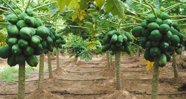 papaya irrigation