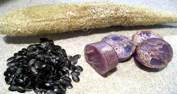 seed of luffa gourd