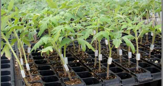 tomato and potato same pot