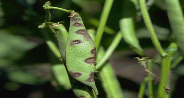 bean diseases, symptom and prevention