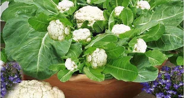 growing cauliflower plant in containers