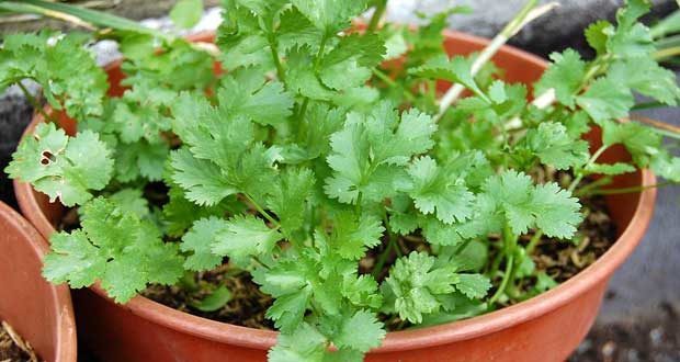 growing coriander in pots or containers