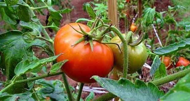 how to grow tomatoes care