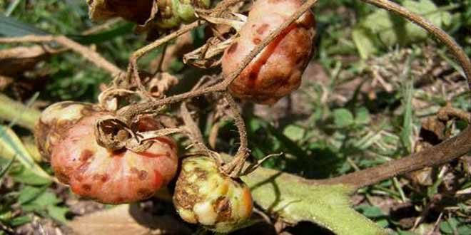 tomato diseases