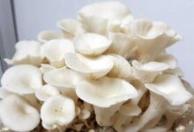 Health Benefits of Mushrooms