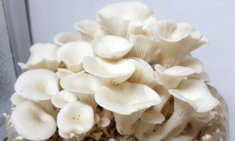 Health Benefits of Mushrooms