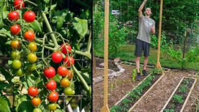 Best Tomato Trellis Ideas
