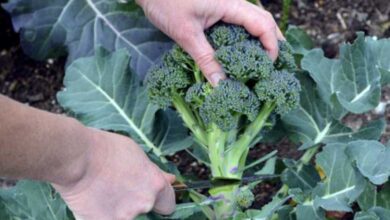How to Grow Broccoli
