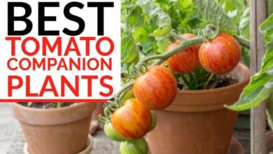 Tomato Companion Plants