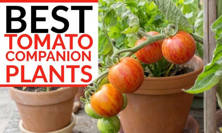 Tomato Companion Plants