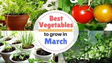 What to Grow in March Your Vegetable Garden