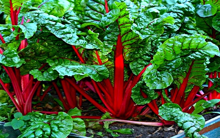 How To Grow Swiss Chard In Containers